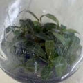 Philodendron Callosum