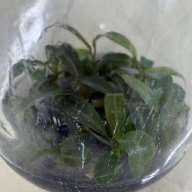 Philodendron Callosum