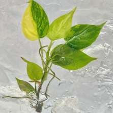 Philodendron Micans Variegated rooted acclimated plant
