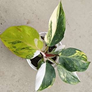 Philodendron White Knight Tricolore Panaché