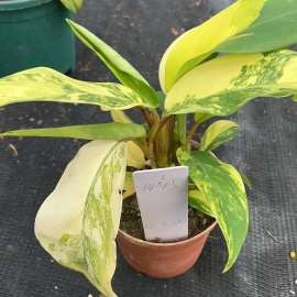Philodendron Lemon Lime
