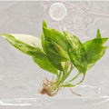 Philodendron Lemon Lime