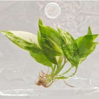 Philodendron Lemon Lime