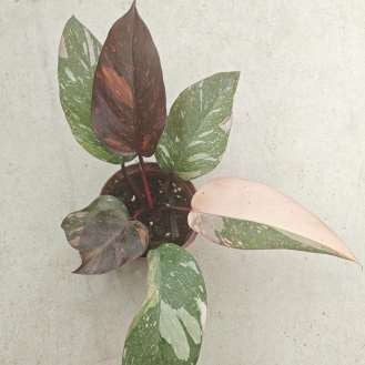 Philodendron Sunspot