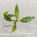 Philodendron Gigas