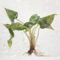 Alocasia Bambino Green