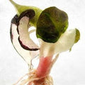 Alocasia Polly Lava Variégata