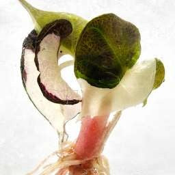 Alocasia Polly Lava Variégata