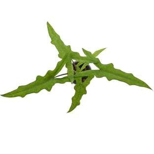 Alocasia Sabrina panaché menthe étroite