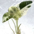 Alocasia Black Velvet Flocon de Neige Rose Panaché