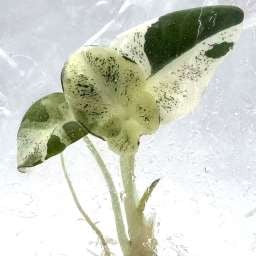 Alocasia Black Velvet Flocon de Neige Rose Panaché