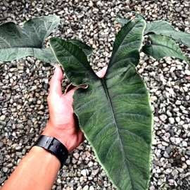 Alocasia Olanii