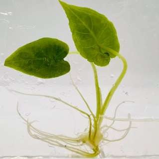 Alocasia Olanii