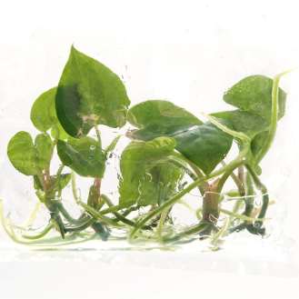 Juvenile