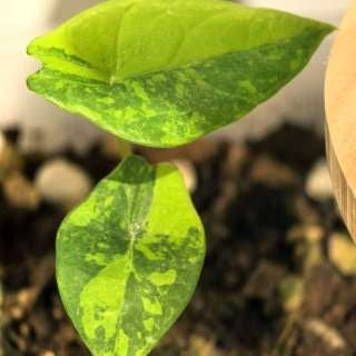 Alocasia Scalprum panaché menthe