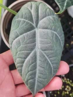 Alocasia Maharani verte