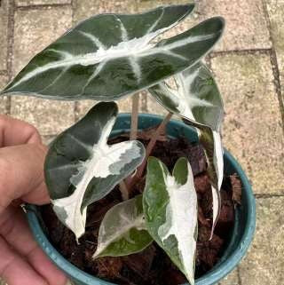 Alocasia Bambino Pink Lava Variegated