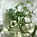 Anthurium Clarinervium × Dorayaki tissue culture plantlet