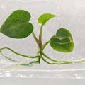Anthurium Black Velvet tissue culture plantlet