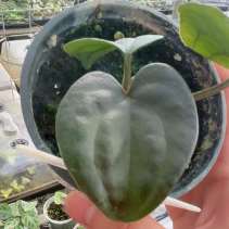 Anthurium Ace of Spades X Luxurians mature plant