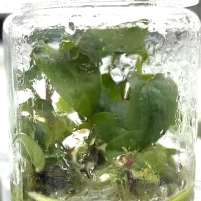 Anthurium Ace of Spades X Luxurians tissue culture plantlet