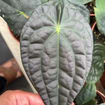 Anthurium David Portilla Dreams mature plant