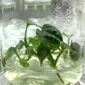 Anthurium David Portilla Dreams tissue culture plantlet