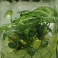 Anthurium Crystallinum X Dorayaki tissue culture plantlet