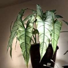Alocasia Dragon Breath vert