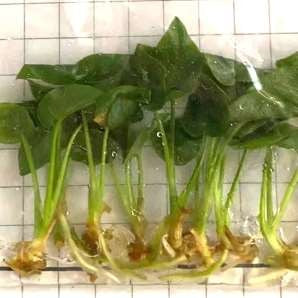 Philodendron Goeldii Vert