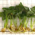 Philodendron Goeldii Vert