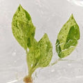 Philodendron Paraiso Verde