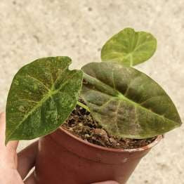 Alocasia Golden Bone Mint Panaché