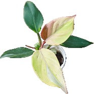Philodendron White Knight Gouache Panaché Rose