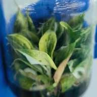 Philodendron White Knight Gouache Panaché Rose