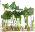 Philodendron Hope