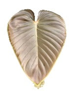 Philodendron Lynamii