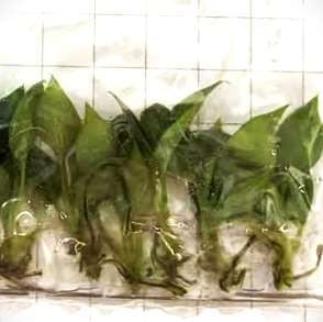 Philodendron Lynamii