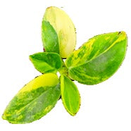 Philodendron Congo Jaune Panaché