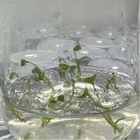 Anthurium Legume tissue culture plantlet