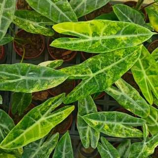 Alocasia Longiloba Sp. Aurea panaché