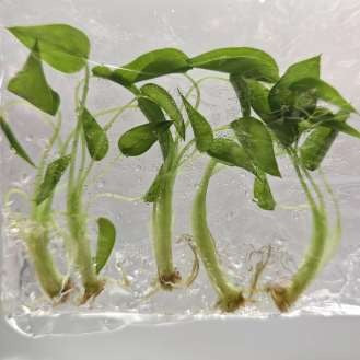 Alocasia Tiny Dancers
