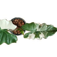 Alocasia Portora Albo panaché