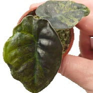 Alocasia Infernalis Aurea panaché