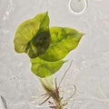 Alocasia Infernalis Aurea panaché