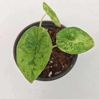 Alocasia Nebula Mint panaché