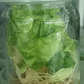 Alocasia Nebula Mint panaché