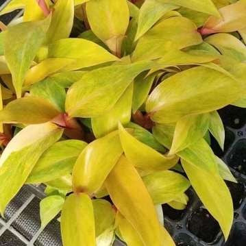 Philodendron Orange Marmelade