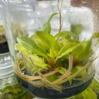 Philodendron Orange Marmelade