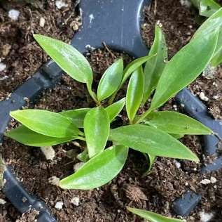 Philodendron Black Princess vert